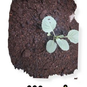 Organic Goat/Llama Manure Mixed with Colorado Mountain Soil